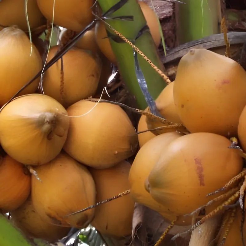 Dừa Xiêm Đỏ Cấy Mô