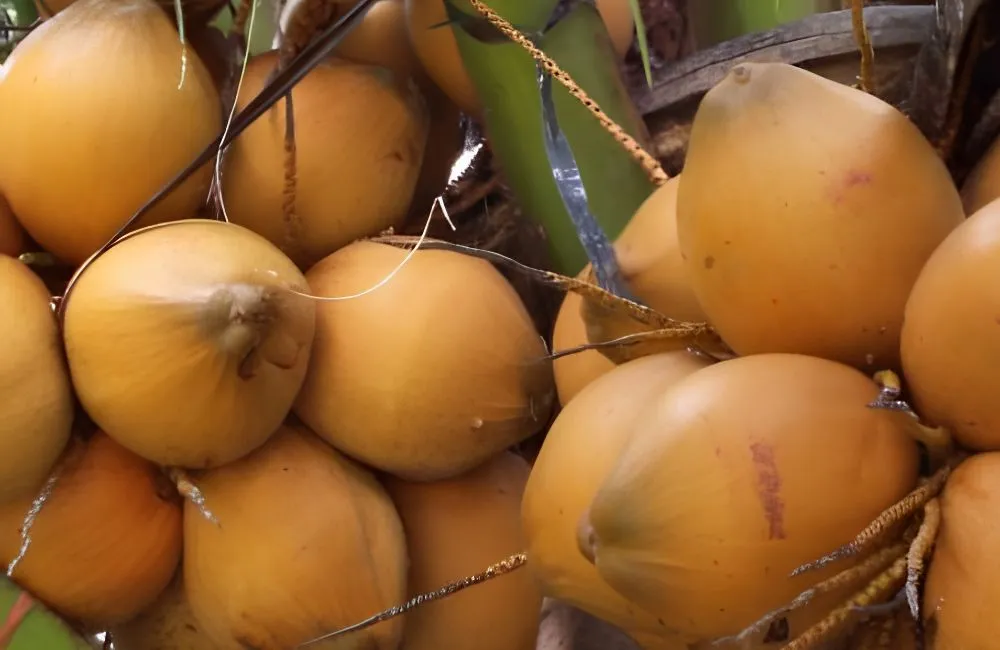 Dừa Xiêm Đỏ Cấy Mô