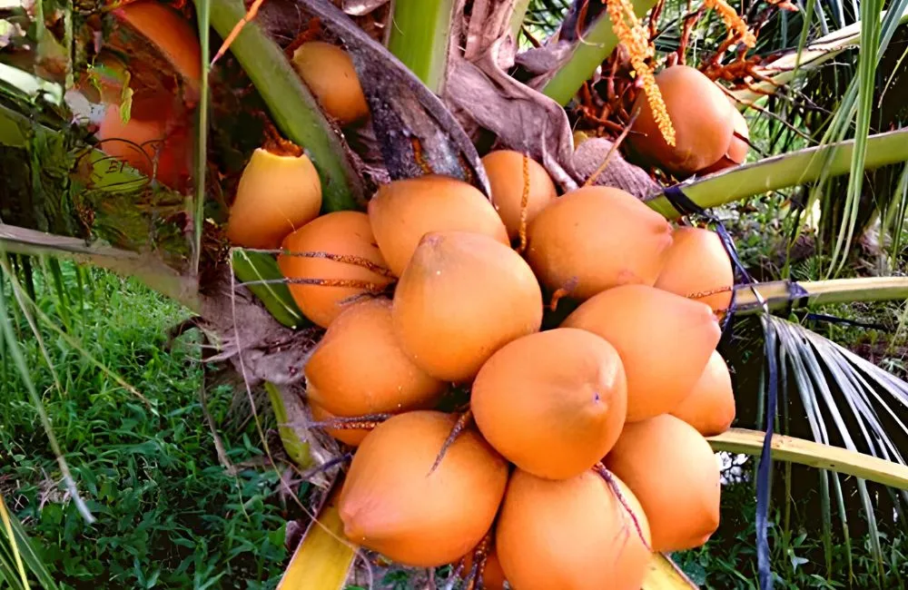 Dừa Xiêm Đỏ Cấy Mô