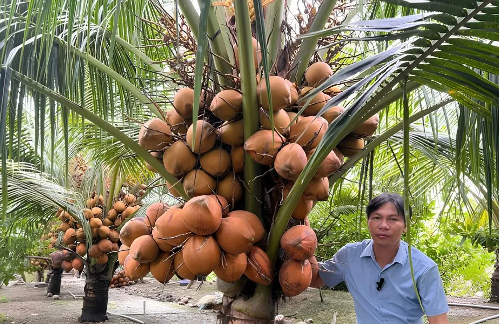 Dừa Xiêm Đỏ Cấy Mô