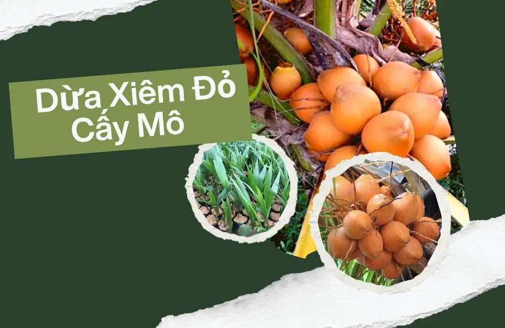 Dừa Xiêm Đỏ Cấy Mô