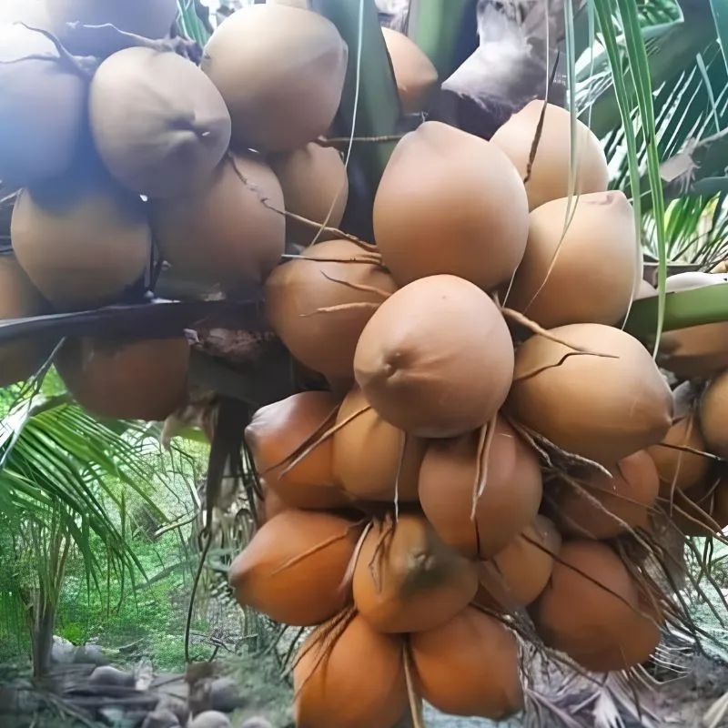 Dừa Xiêm Đỏ Cấy Mô