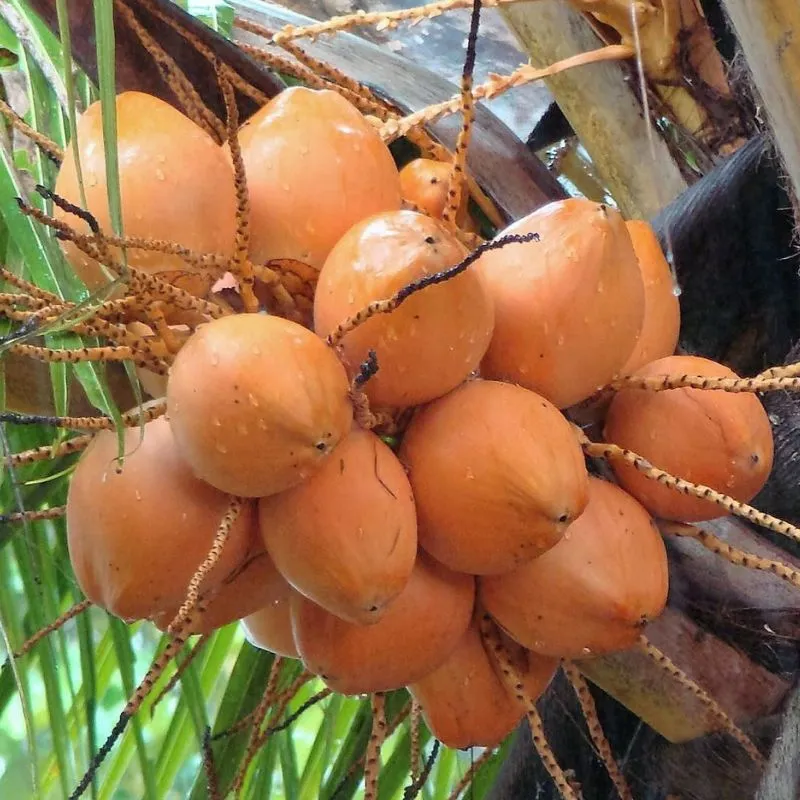 Dừa Xiêm Đỏ Cấy Mô