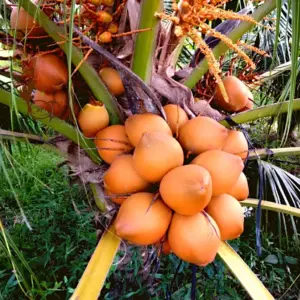 Dừa Xiêm Đỏ Cấy Mô