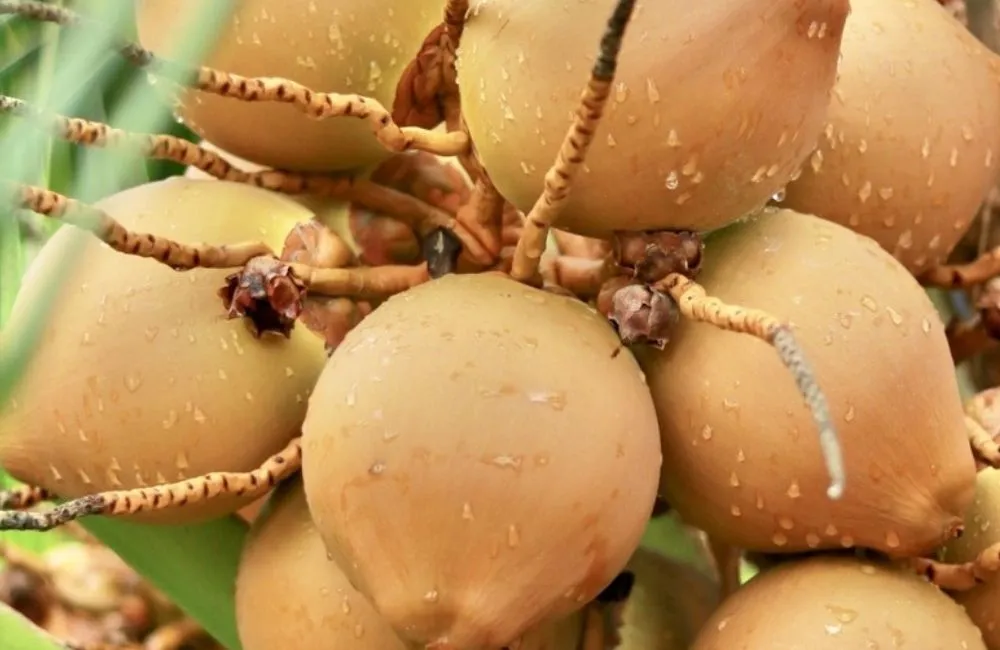 Dừa Xiêm Lửa Cấy Mô