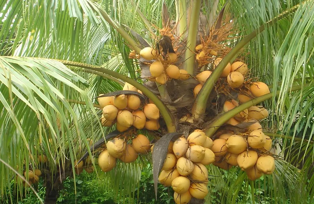 Dừa Xiêm Lửa Cấy Mô