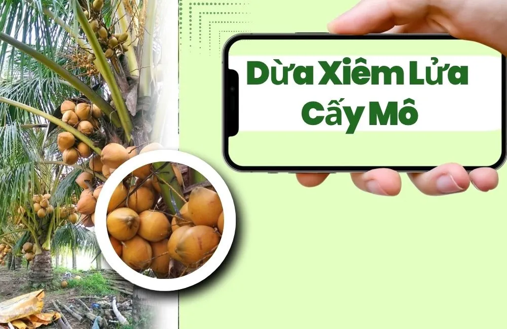 Dừa Xiêm Lửa Cấy Mô