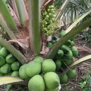 Dừa Xiêm Lục Cấy Mô