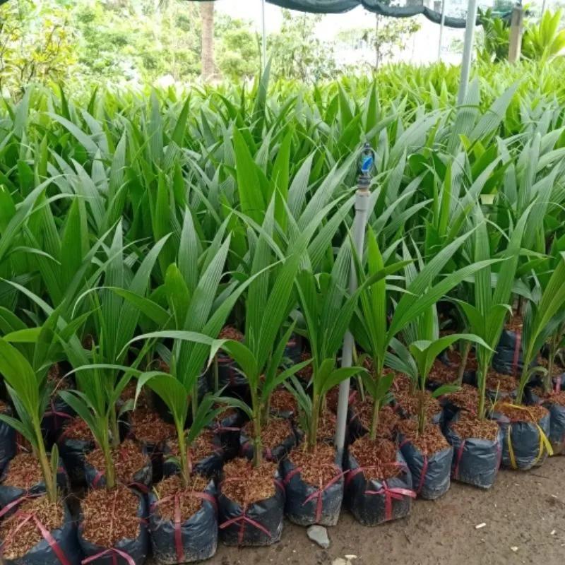 Dừa Xiêm Lục Cấy Mô