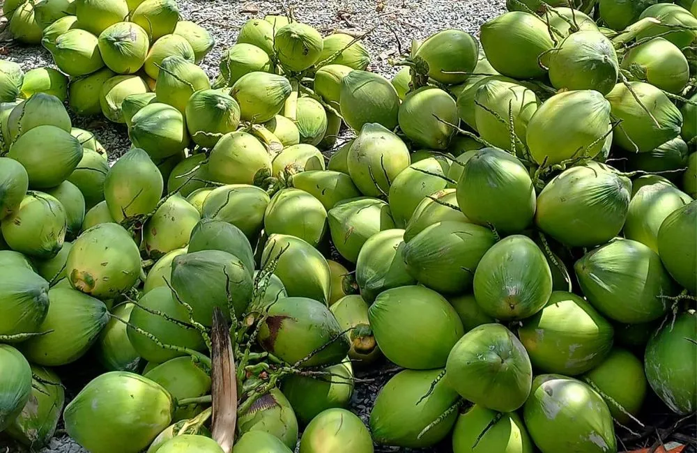 Dừa Xiêm Lục Cấy Mô