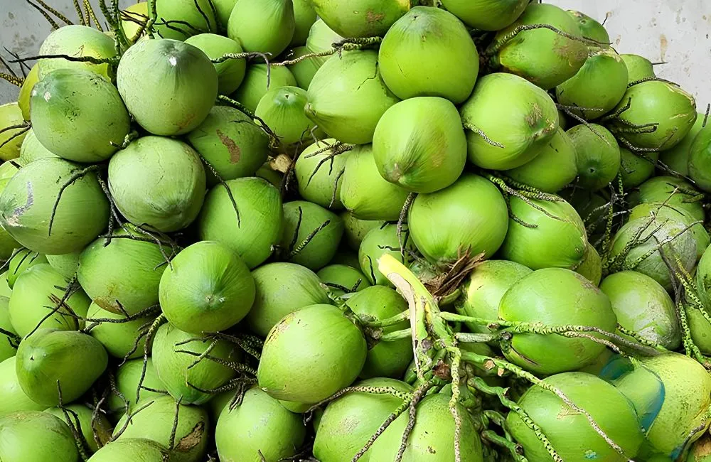Dừa Xiêm Lục Cấy Mô