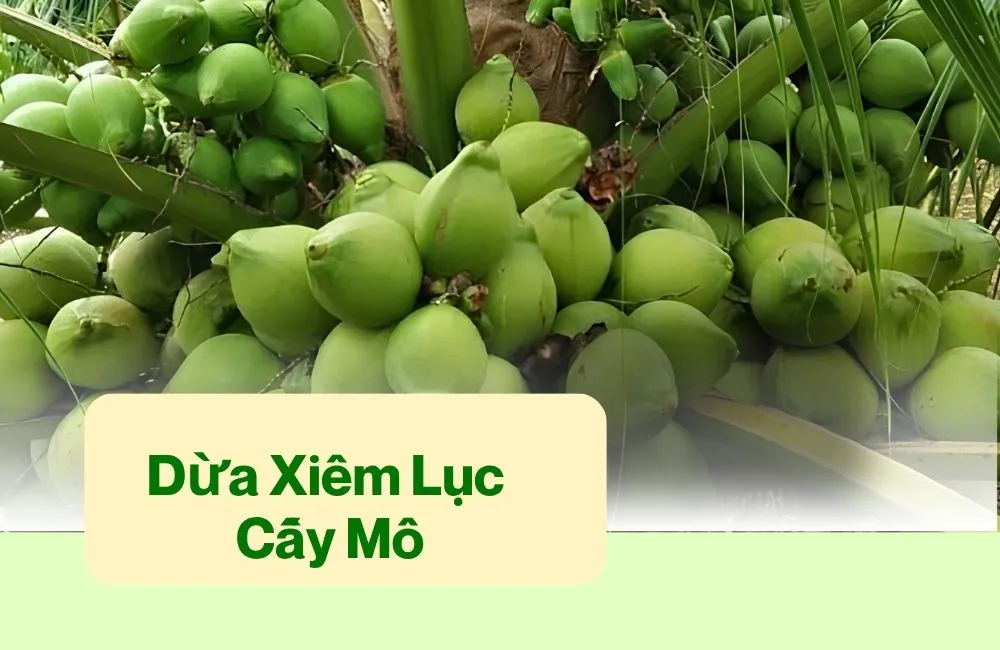 Dừa Xiêm Lục Cấy Mô