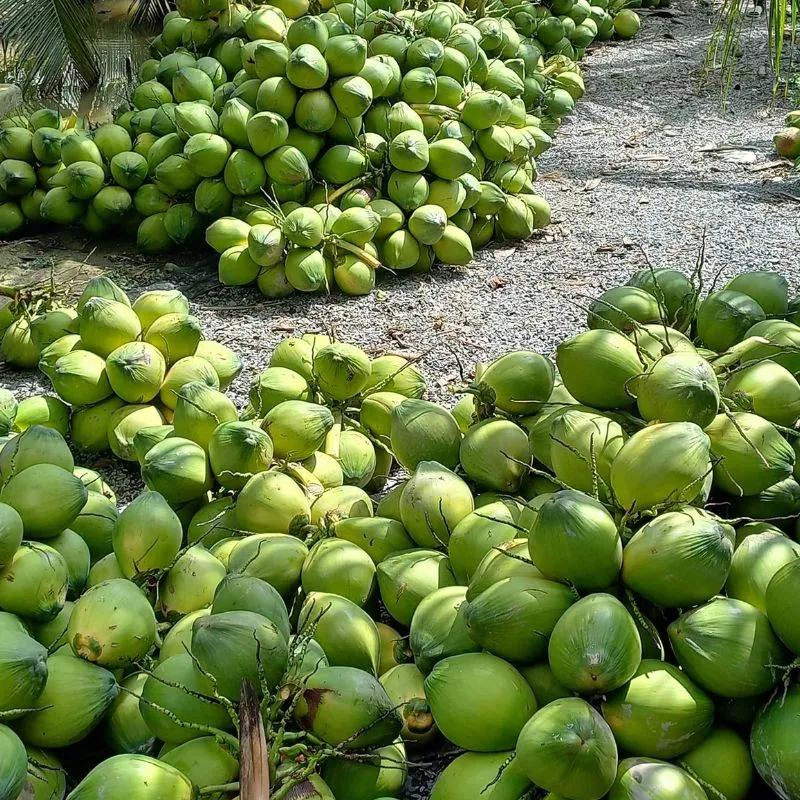 Dừa Xiêm Lục Cấy Mô