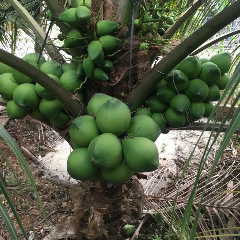 Dừa Xiêm Lục Cấy Mô