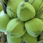 Vì sao dừa Xiêm Xanh được ưa chuộng nhất hiện nay?