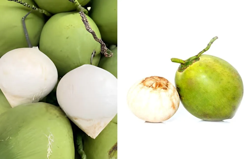 Dừa Xiêm Xanh được ưa chuộng