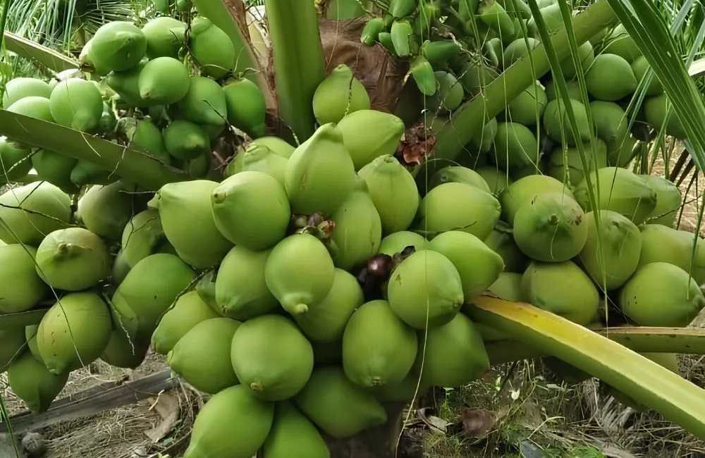 Dừa Xiêm Xanh được ưa chuộng
