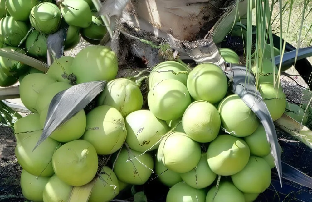 Dừa Xiêm Xanh Cấy Mô