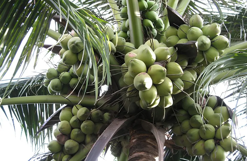 Dừa Xiêm Xanh Cấy Mô