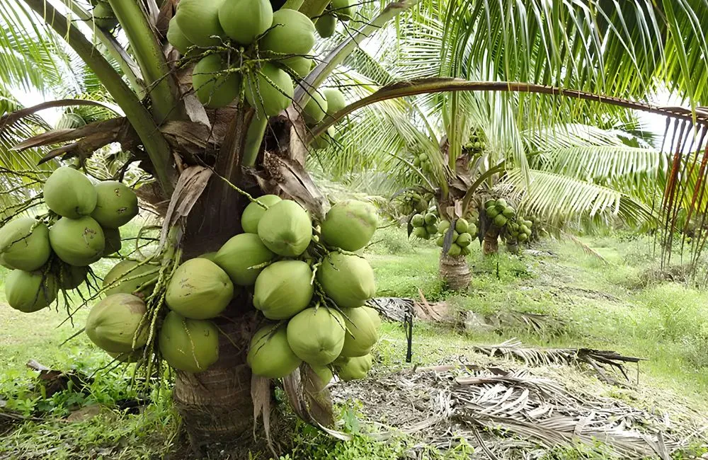 Dừa Xiêm Xanh Cấy Mô