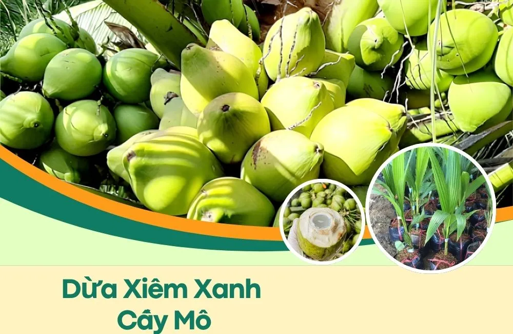 Dừa Xiêm Xanh Cấy Mô