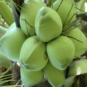 Dừa Xiêm Xanh Cấy Mô