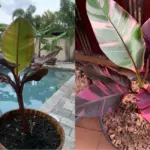 Giá bán chuối Hồng Musa Nono Pink Var cấy mô tại trung tâm