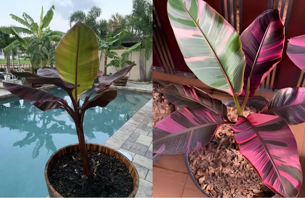 Giá bán chuối hồng Musa Nono Pink Var cấy mô