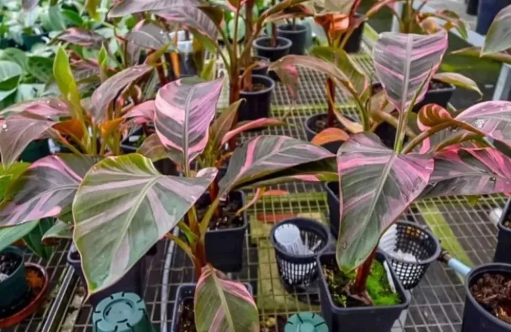 Giá bán chuối hồng Musa Nono Pink Var cấy mô