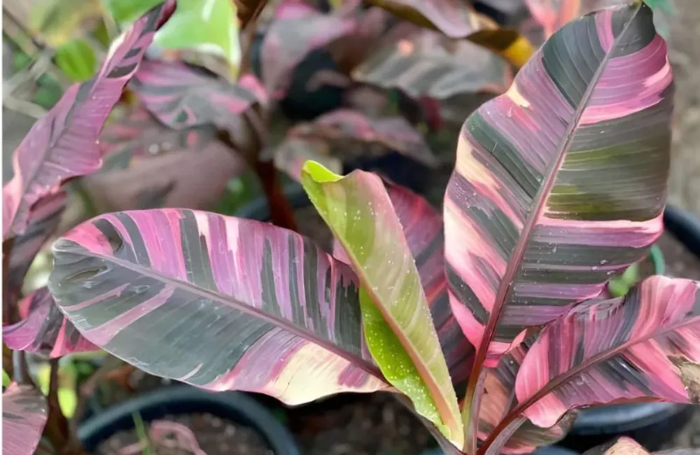 Giá bán chuối hồng Musa Nono Pink Var cấy mô