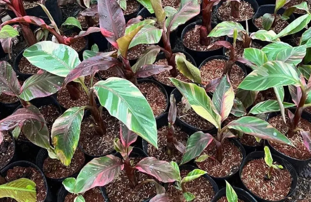 Giá bán chuối hồng Musa Nono Pink Var cấy mô