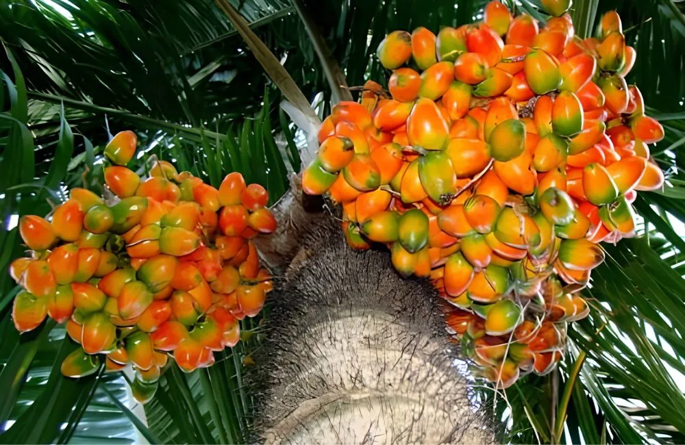 Giá cây cọ đào
