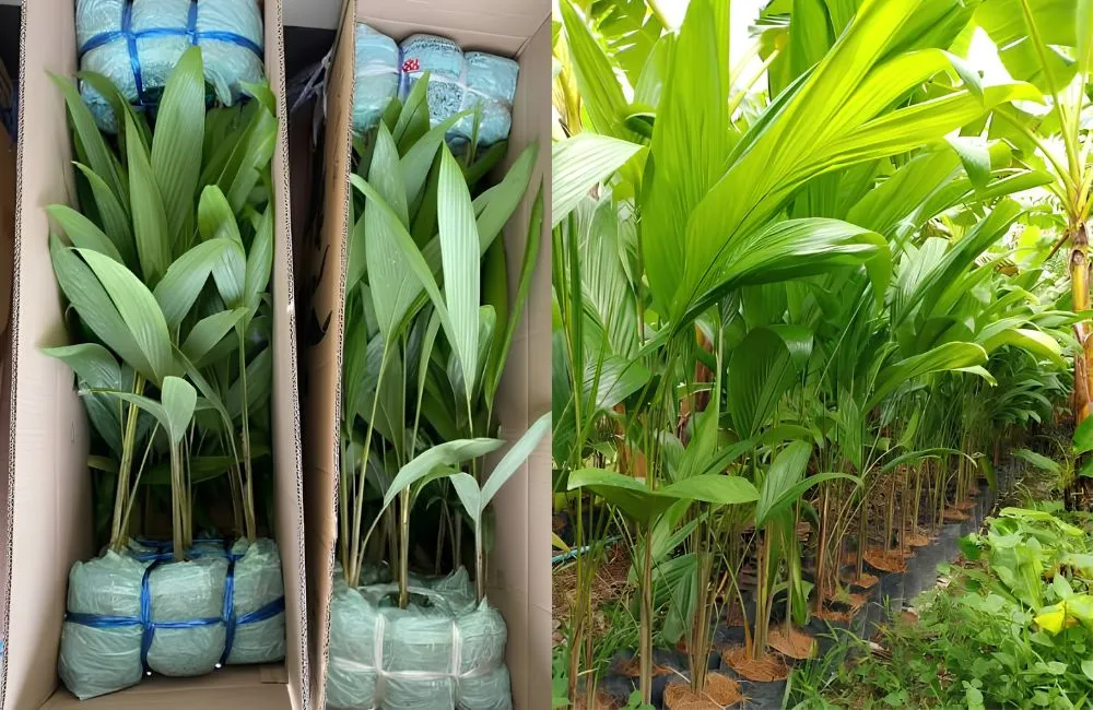 Giá cây cọ đào