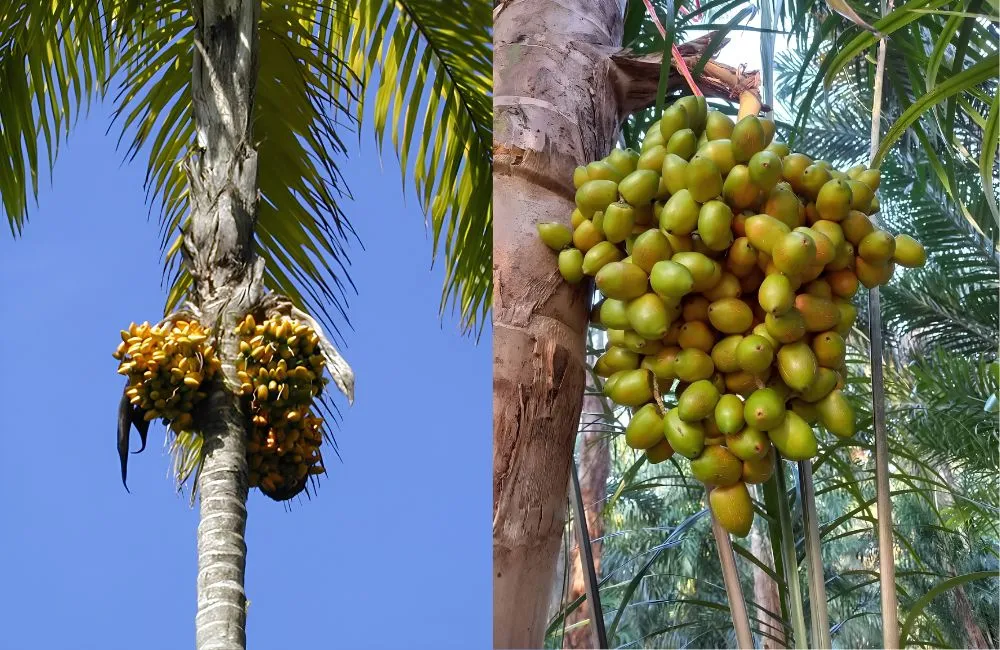 Giá cây cọ đào