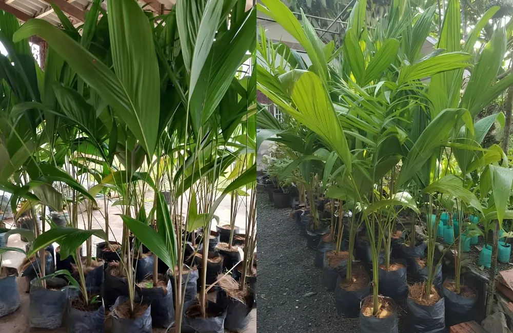 Giá cây cọ đào