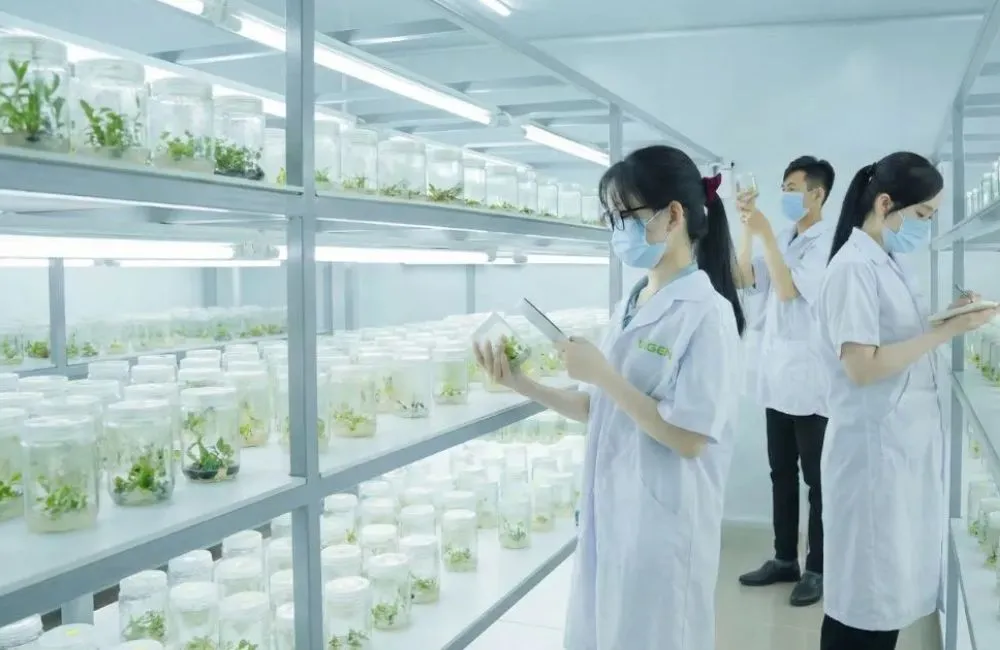 Quy trình gia công cây giống cấy mô tại ViGen
