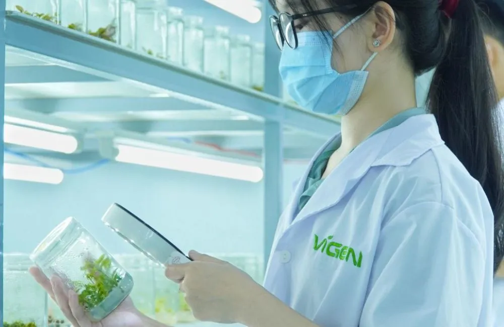 Quy trình gia công cây giống cấy mô tại ViGen