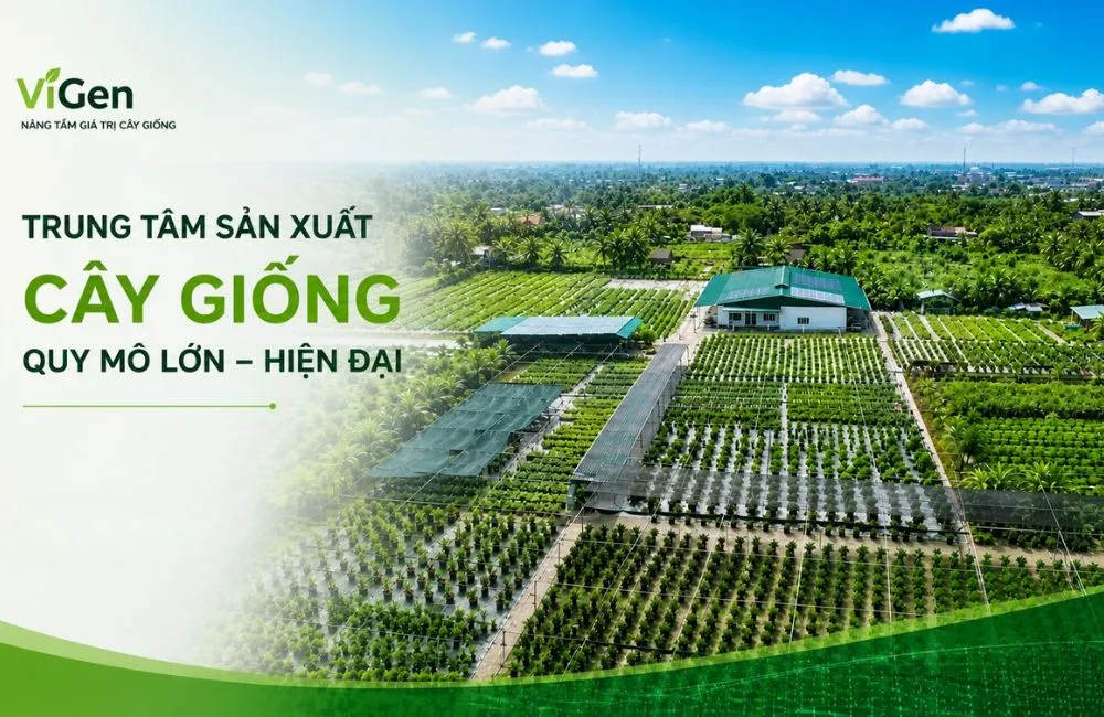 Quy trình gia công cây giống cấy mô tại ViGen