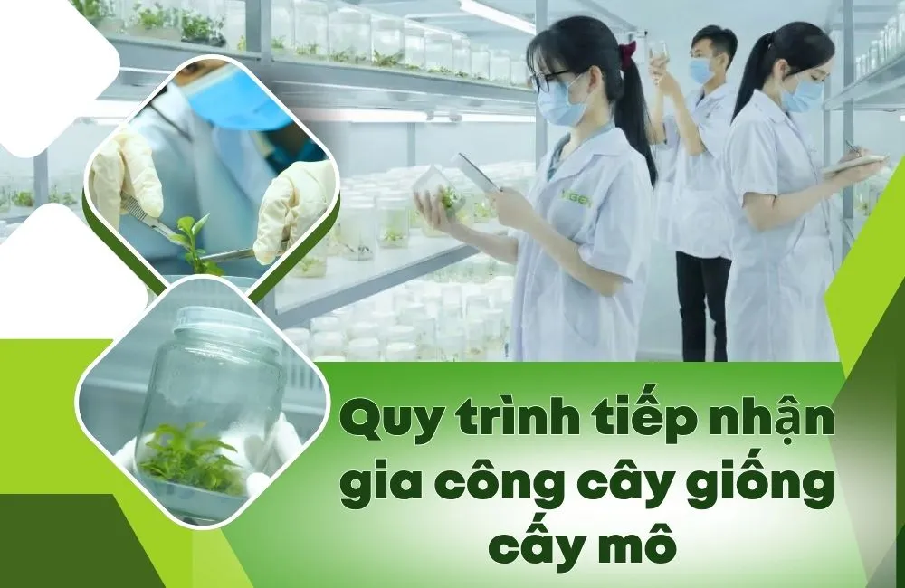 Quy trình gia công cây giống cấy mô tại ViGen