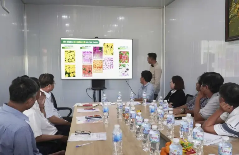 ViGen phát triển mô hình cúc mâm xôi cấy mô tại Chợ Lách