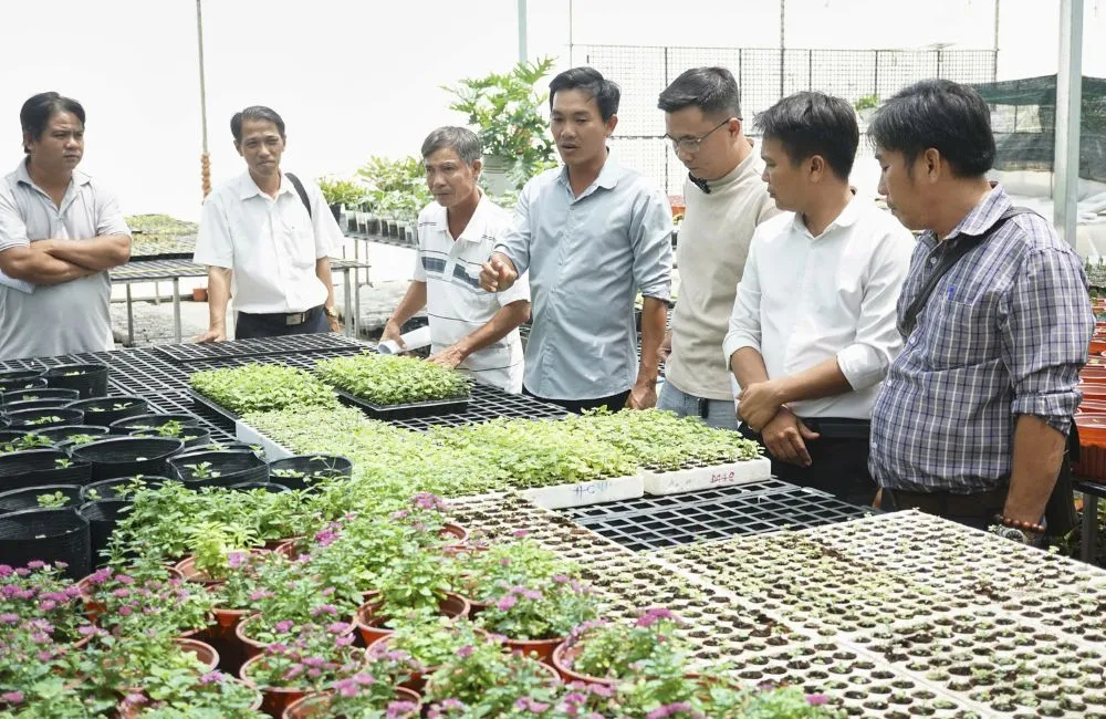 Hội nghị triển khai mô hình thí điểm cúc mâm xôi cấy mô vụ tết 2027