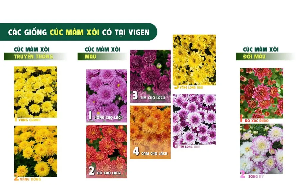 Hội nghị triển khai mô hình thí điểm cúc mâm xôi cấy mô vụ tết 2027