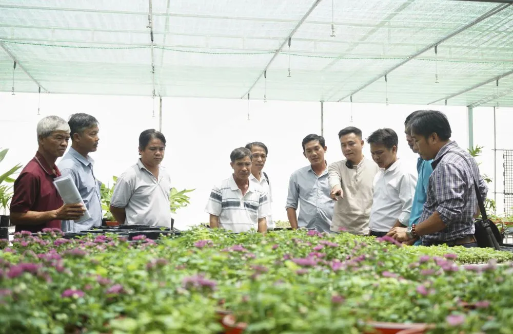 Hội nghị triển khai mô hình thí điểm cúc mâm xôi cấy mô vụ tết 2027