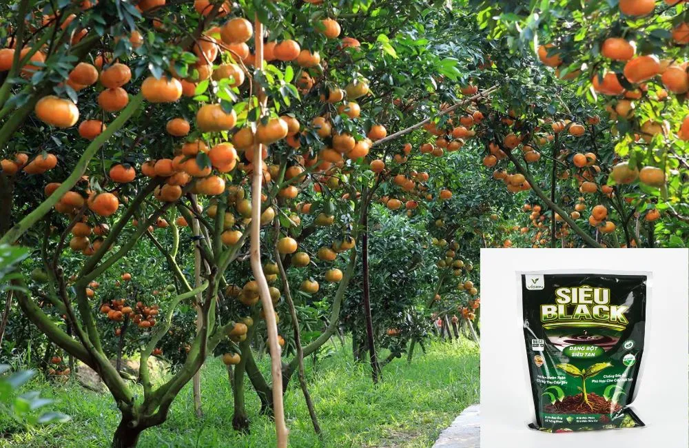 Humic Dạng Bột Siêu Black