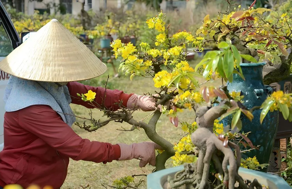 Kỹ thuật giữ nụ mai không rụng