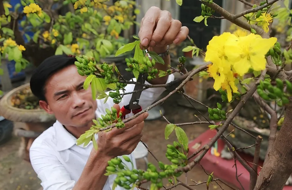 Kỹ thuật giữ nụ mai không rụng