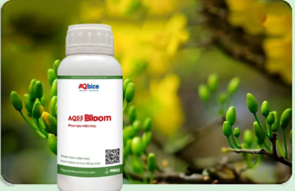 Kỹ thuật giữ nụ mai không rụng