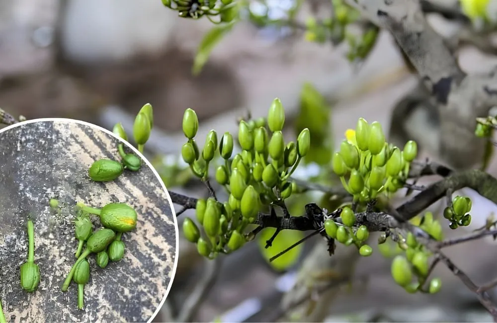Kỹ thuật giữ nụ mai không rụng