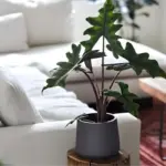 Kỹ thuật trồng Alocasia Jacklyn cấy mô hiệu quả