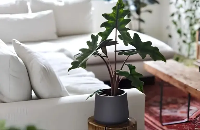 Kỹ thuật trồng Alocasia Jacklyn cấy mô hiệu quả